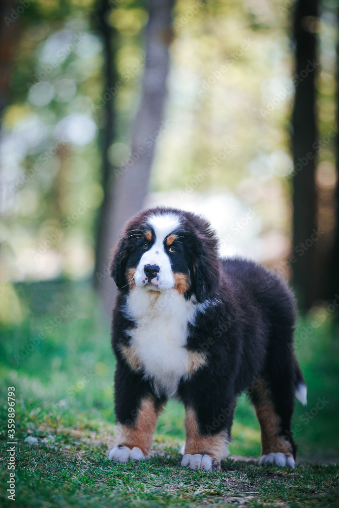 Bernese mountain dog in green park background. Active and funny bernese.	