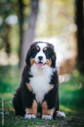 Obraz na płótnie Bernese mountain dog puppy outside