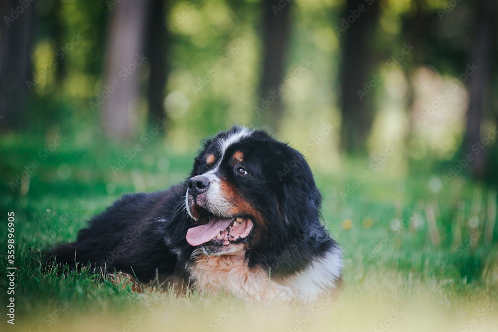 Bernese mountain dog in green park background. Active and funny bernese.	