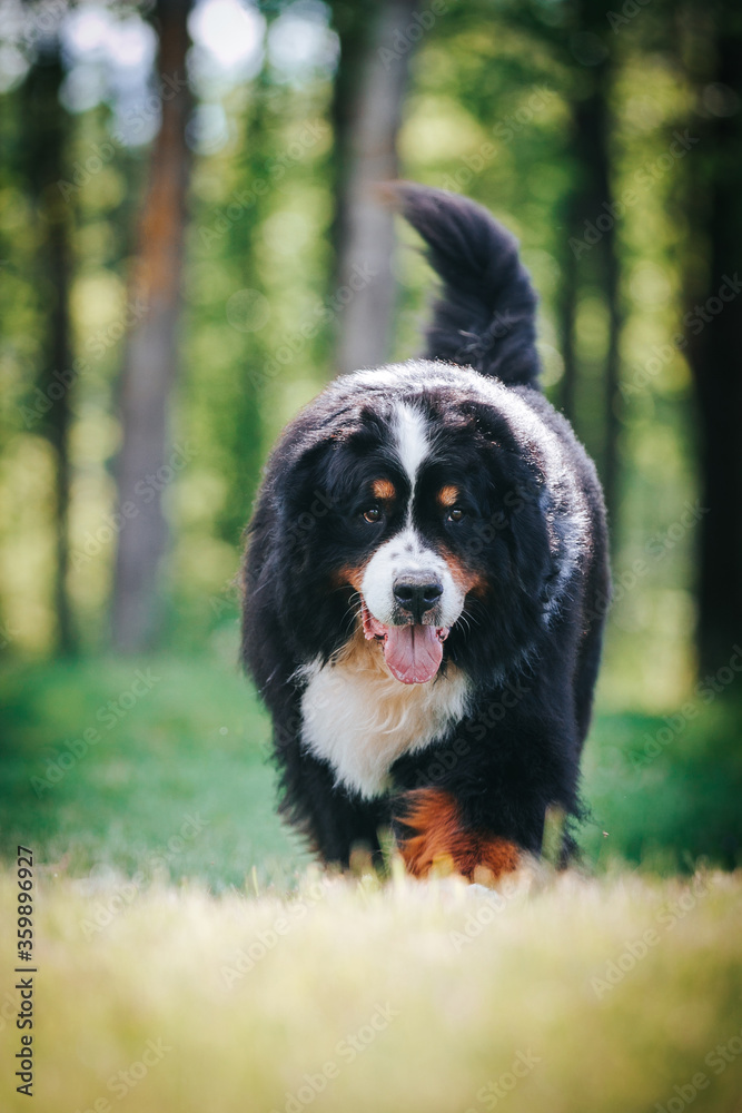 Bernese mountain dog in green park background. Active and funny bernese.	