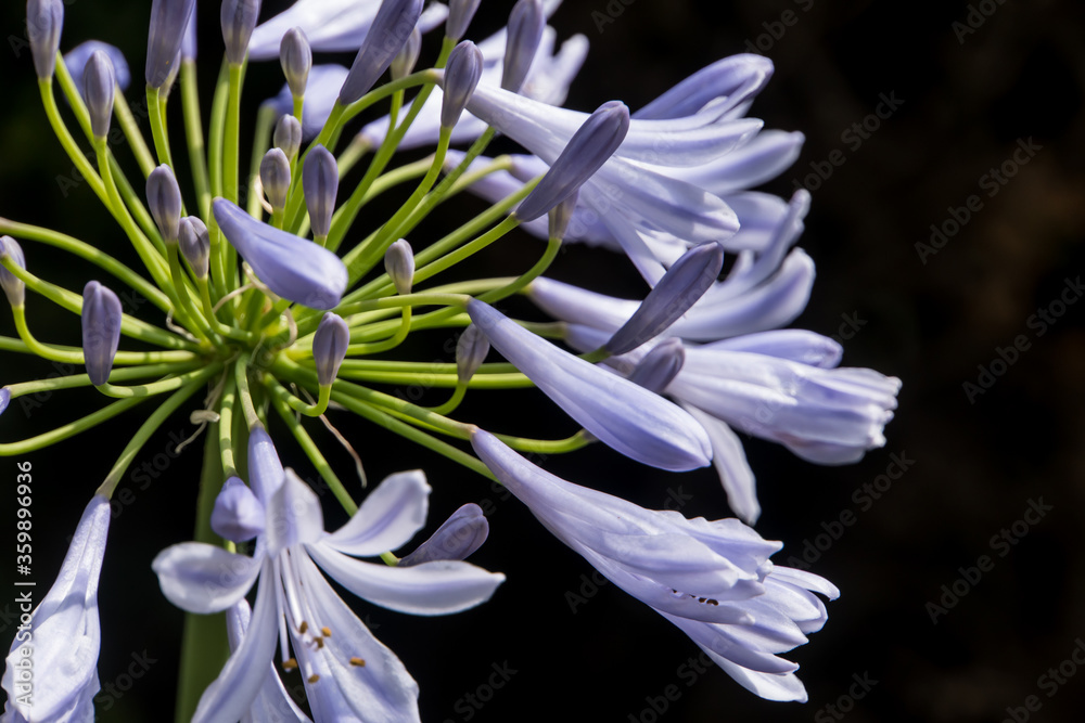 Fototapeta premium blue agapanthus flower