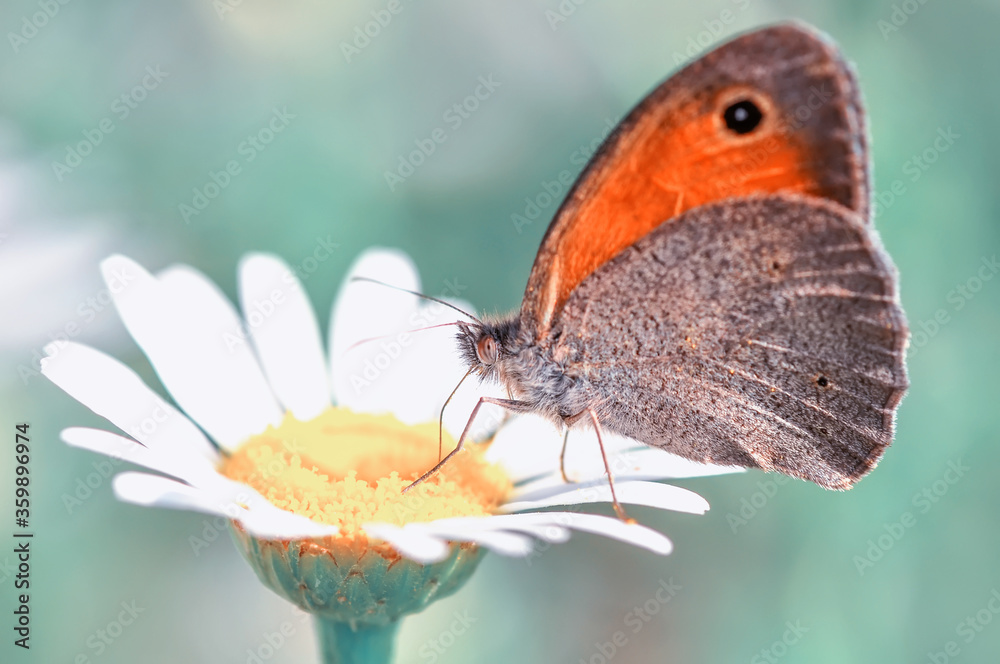 Fototapeta premium Closeup beautiful butterfly sitting on the flower in a summer garden