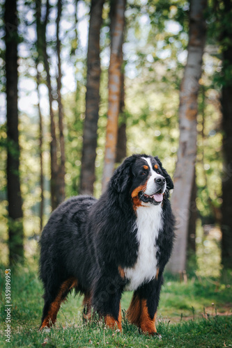 Bernese mountain dog in green park background. Active and funny bernese.