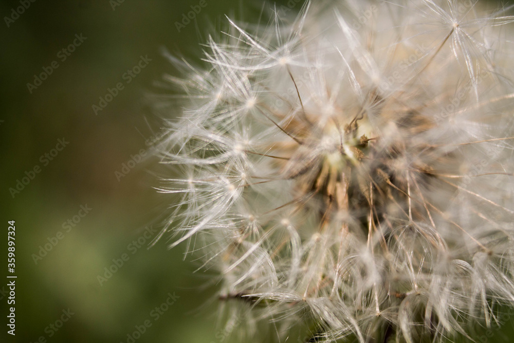 Dandelion in macro shot on a background of nature Dandelion in macro shot on a background of nature