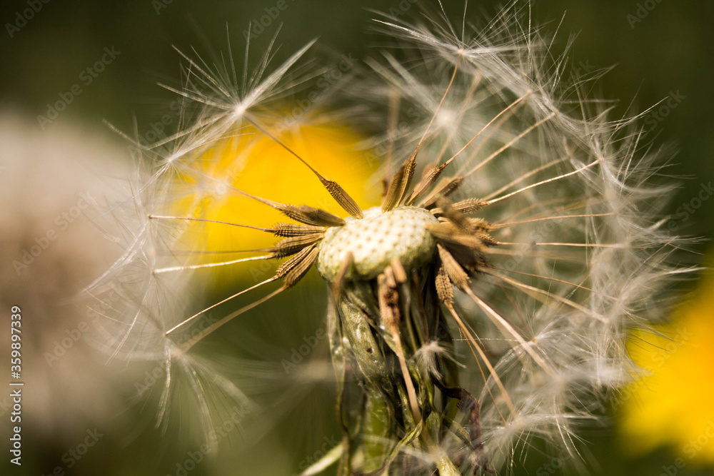 Fototapeta premium Dandelion in macro shot on a background of nature
