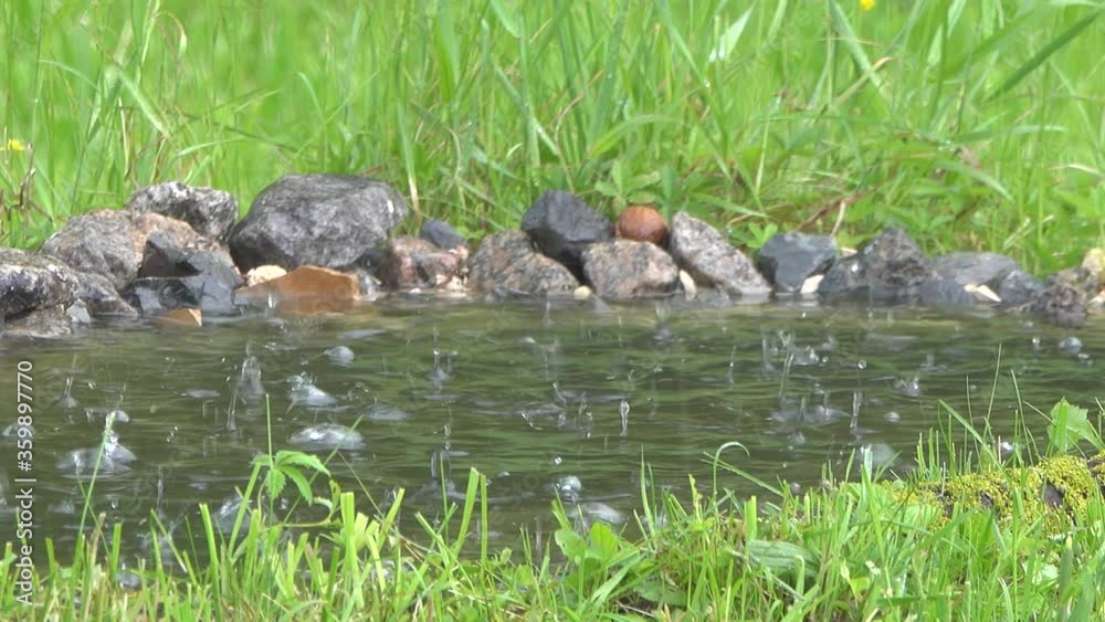 Raindrops falling in the water of a pond. Raindrops falling in the water of a pond.