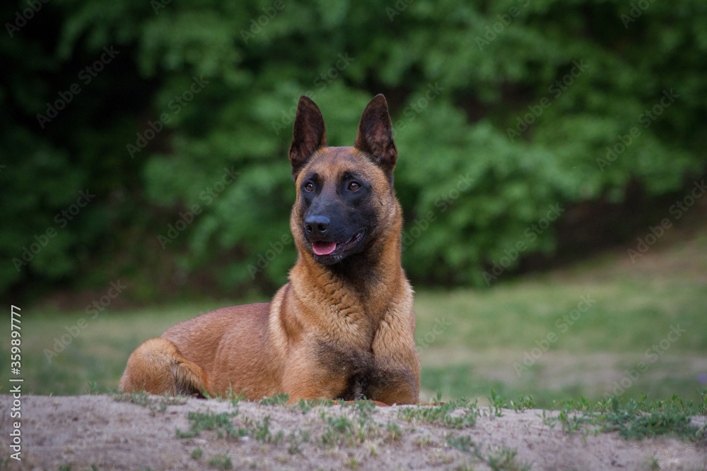 Malinois portrait in the watter.	