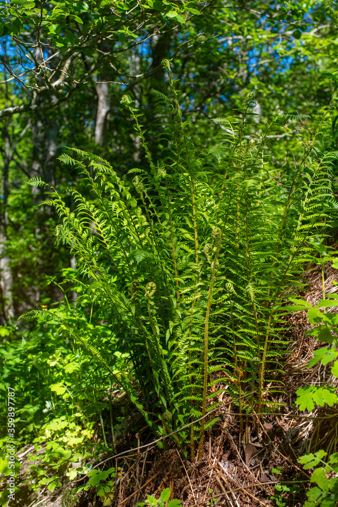 Fern plants cover the ground of the natural forest. Sunny summer day