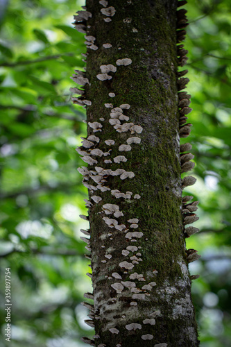 Fototapeta Naklejka Na Ścianę i Meble -  Mushroom tree