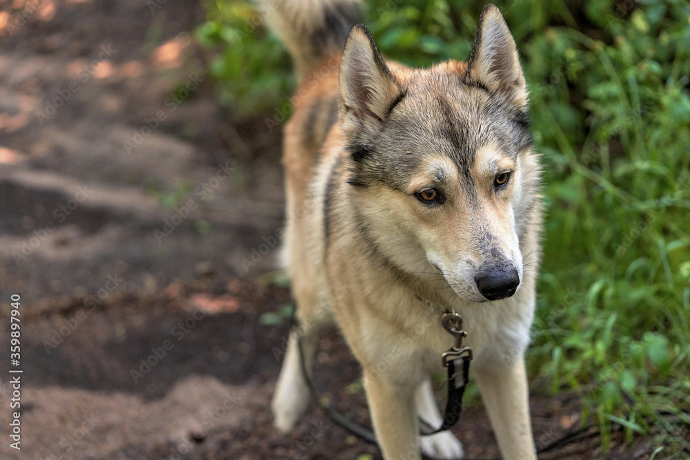 Fototapeta premium Husky dog walking on green grass on a leash