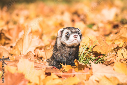 Fluffy ferret pet posing in the forest.	 photo