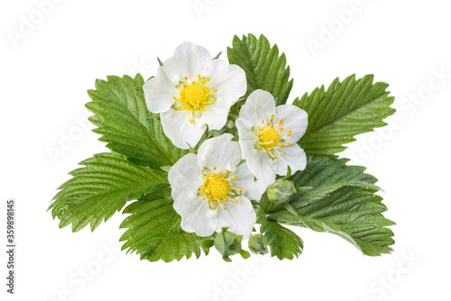 Flowers of wild strawberry