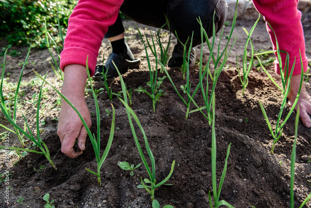 Fototapeta premium Woman hand pulling out some weeds at garden during spring.