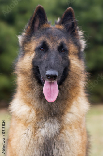 Tervuren dog in the park outside.