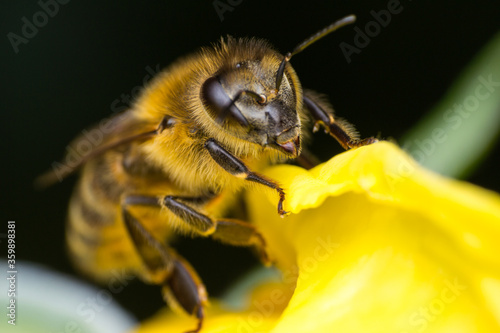 macro photo of a bee on the yellow flower © Todorean Gabriel