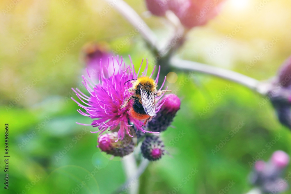 bumble bee on fluffy pink blossom flower with sunny light lens flare photo taken from behind bumble bee on fluffy pink blossom flower with sunny light lens flare photo taken from behind