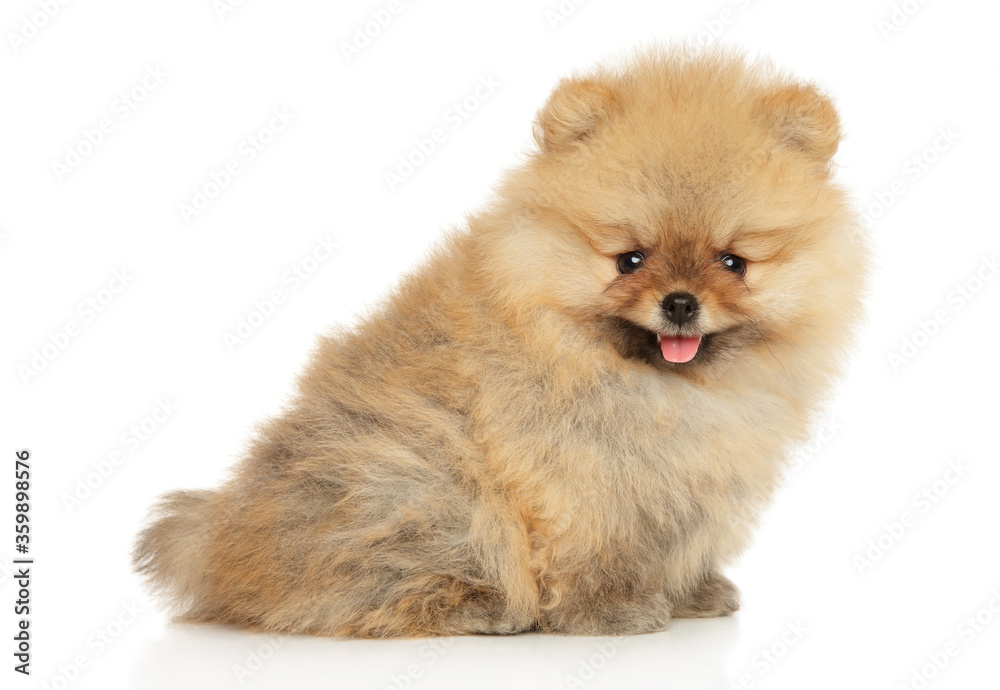 Portrait of a Pomeranian Spitz puppy