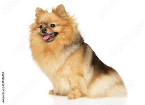 Portrait of Pomeranian Spitz