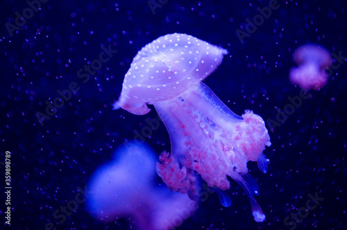 Beautiful blue jellyfish in neon light floating in the aquarium.