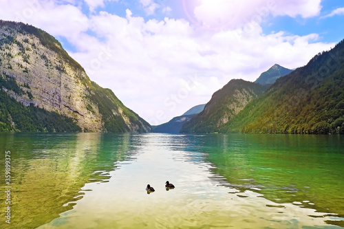 emerald clear fresh water Konigssee Lake deepest and cleanest lake at summer sunny time with mallard duck in Salzburg Germany