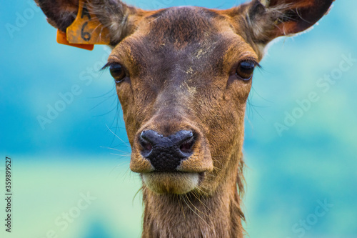 Fototapeta Naklejka Na Ścianę i Meble -  Deer are the hoofed ruminant mammals forming the family Cervidae. The two main groups of deer are the Cervinae, including the muntjac, the elk, the fallow deer, and the chital; and the Capreolinae, in