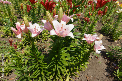 Upright stems of lilies with light pink flowers in June