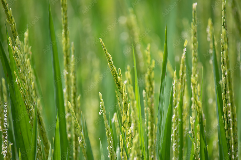Close up of green rice field.
