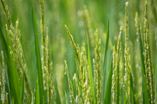 Close up of green rice field. 