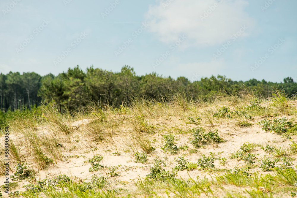 beautiful dune landscape in the south west of France beautiful dune landscape in the south west of France