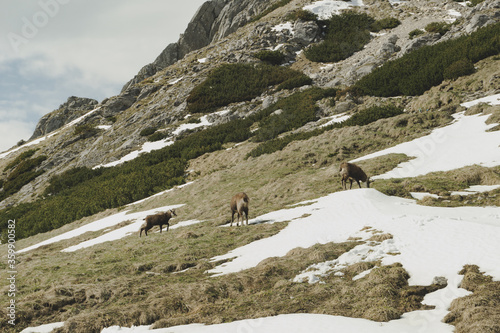 Polish mountain goats. Tatra chamois. Summer mountain landscape with mountain goats.