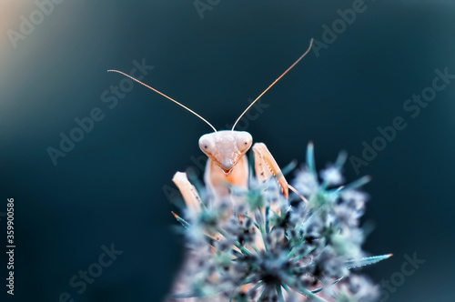 Close up of pair of Beautiful European mantis ( Mantis religiosa ) photo