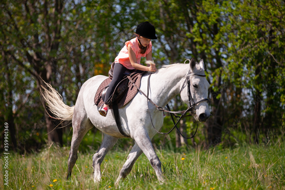 Little girl rides a white horse breed Orlov trotter