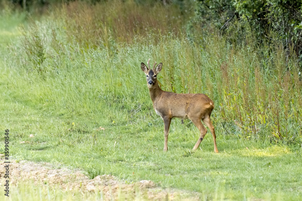Alert young male European Roe Deer (Capreolus capreolus) Alert young male European Roe Deer (Capreolus capreolus)