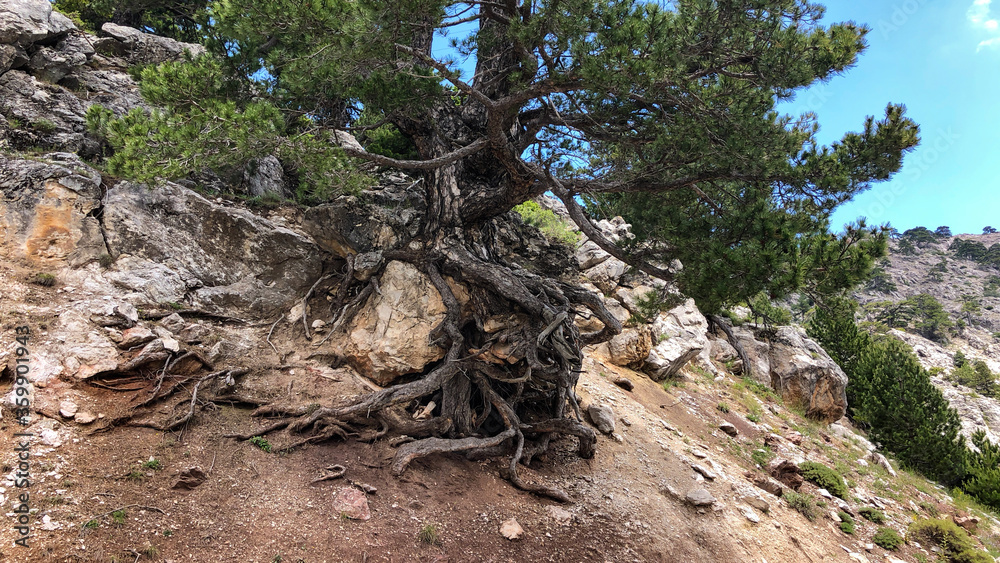 An example of a beautiful tree that prevents landslides in nature