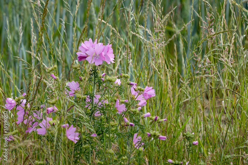 Wild Hollyhock (Alcea rosea) flowers. A Pink plant in the mallow family (Malvaceae) flowering in summertime.