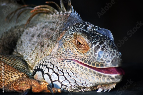 Portrait of iguana