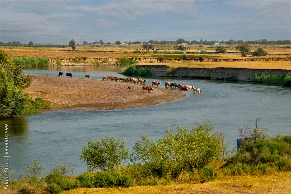 Kazakhstan. A herd of cows came to the Chu river to drink in the middle of a summer day. Kazakhstan. A herd of cows came to the Chu river to drink in the middle of a summer day.