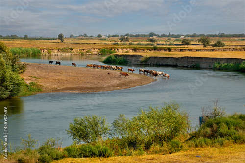 Kazakhstan. A herd of cows came to the Chu river to drink in the middle of a summer day.