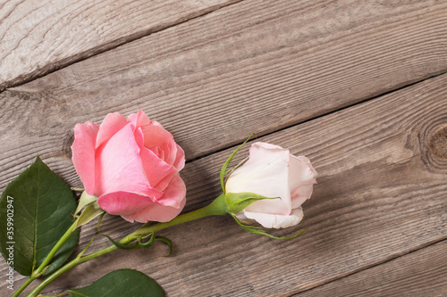two pink roses on old wooden background