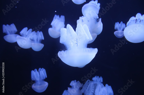 white jellyfish in an aquarium 