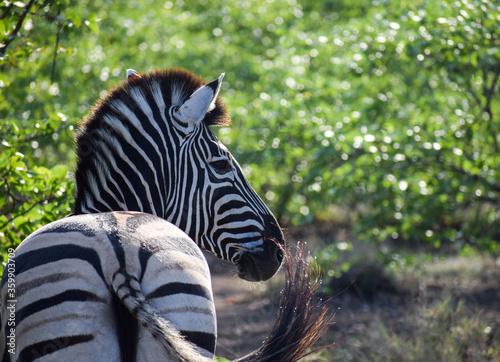 Zebra in Kruger National Park, South Africa.