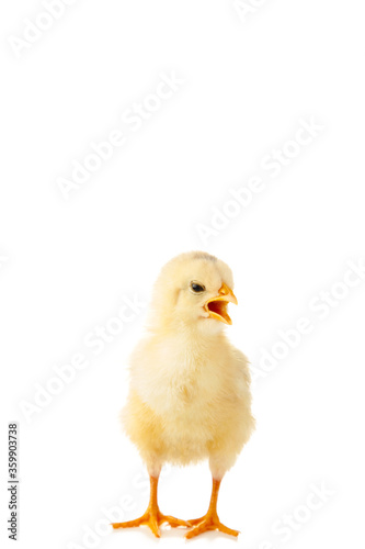 Little yellow chicken with open mouth isolated on the white background © Mouse family