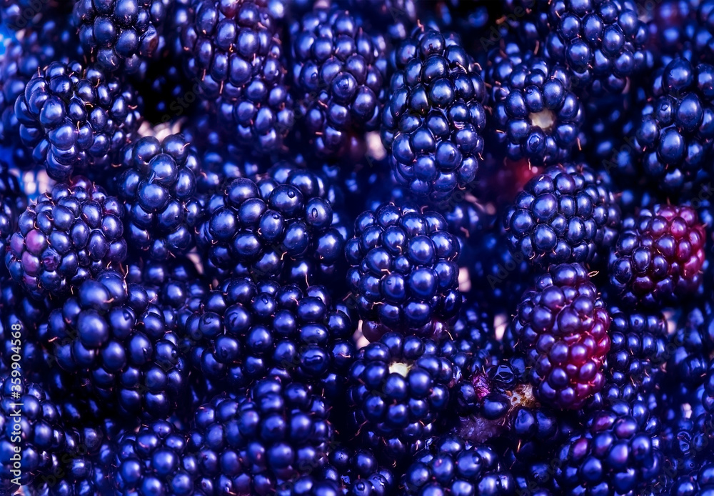 Blue berries of a blackberry. Macro photo. Background from appetizing berries of blue blackberry. Close-up. Blackberry berries texture. Drops of water on berries Blue berries of a blackberry. Macro photo. Background from appetizing berries of blue blackberry. Close-up. Blackberry berries texture. Drops of water on berries