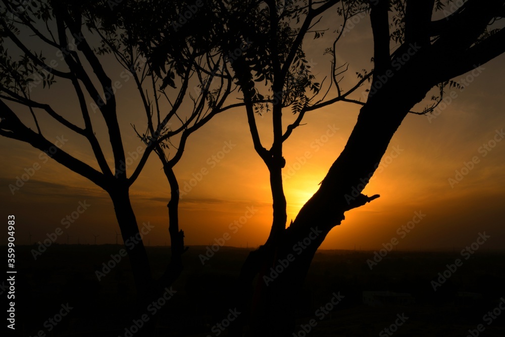Dead tree branches, Dry Tree and Dry branch, Sunset in the Evening