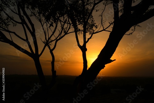 Dead tree branches, Dry Tree and Dry branch, Sunset in the Evening