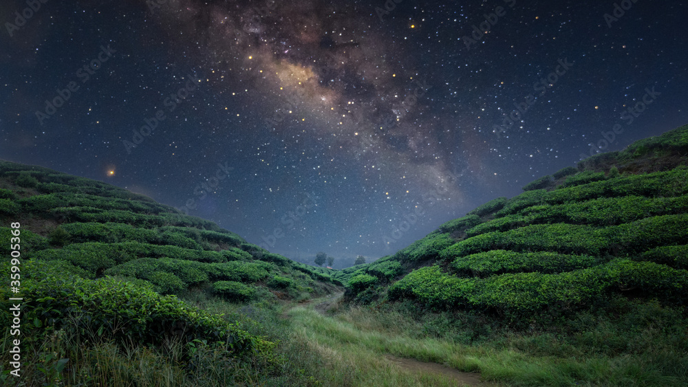 Tea Plantation with milkyway stars sky