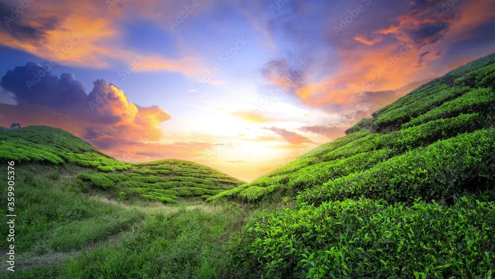 sunset in the tea field