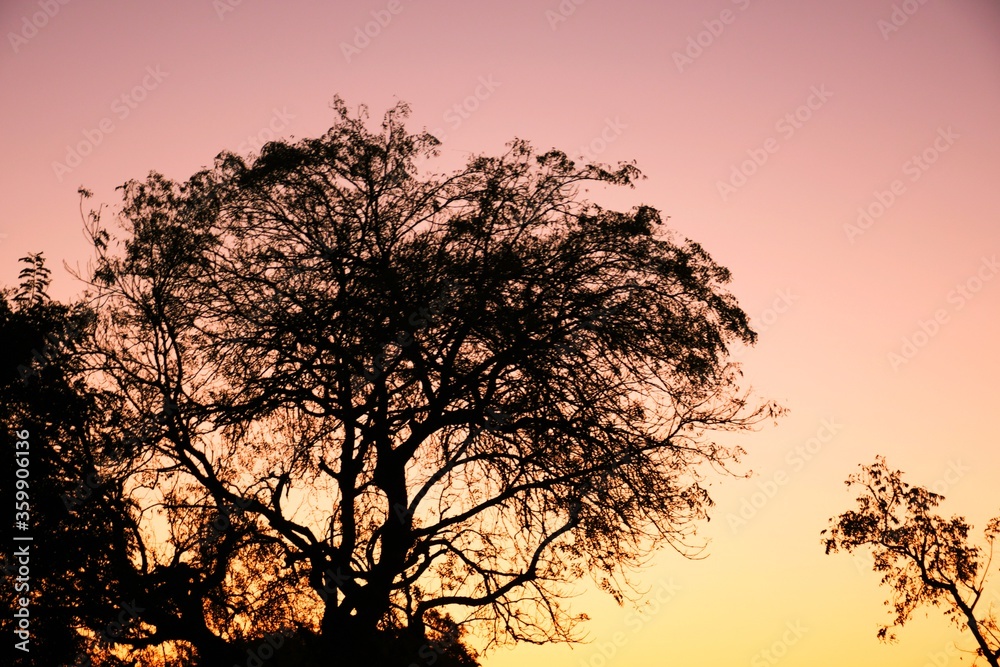 Dead tree branches, Dry Tree and Dry branch, Sunset in the Evening Dead tree branches, Dry Tree and Dry branch, Sunset in the Evening