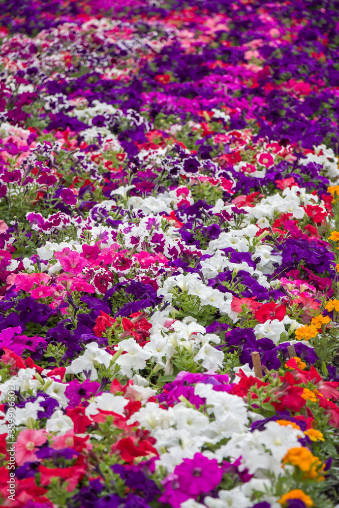 pink flowers in the garden