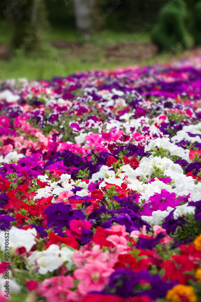 flowers in the garden